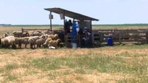 Noi focare de variolă ovină în Buzău; numărul animalelor sacrificate a ajuns la 4000